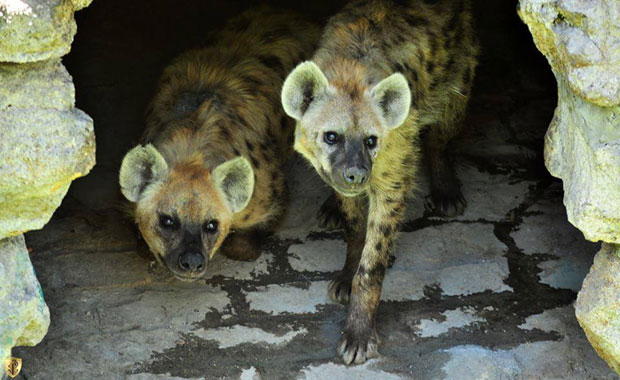 Хијене поново у зоо-врту